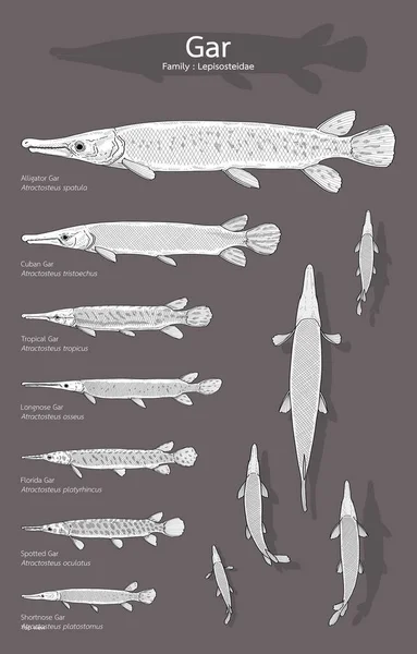 Handgezeichneter Vektorsatz Von Gar Fischen — Stockvektor