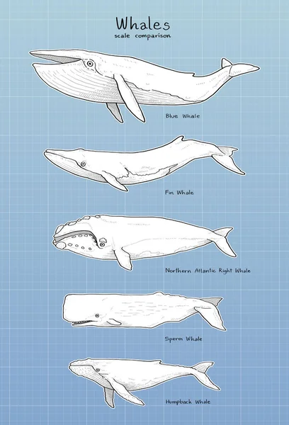 Hand Drawn Whales Scale Comparison — Stockvektor