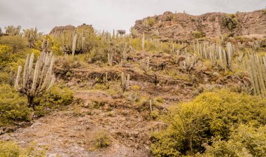 Hidalgo, Meksika 'daki Pena Kanyonu' nun manzaraları kaktüs bitkileri ve dağlarla dolu.