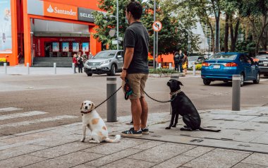 Polanco, Meksika - 22 Ağustos 2021 - Polanco 'da köpeklerini gezdiren genç bir adamın sokak fotoğrafı