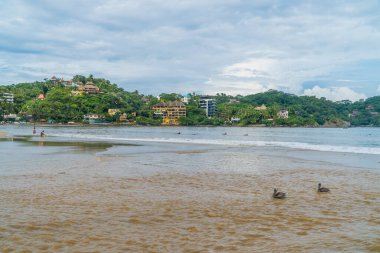 Sayulita, Meksika - 16 Eylül 2021 - pelikanlar ve Sayulita Sahili 'nde yüzen insanlar