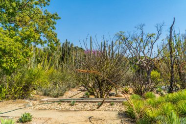 Oaxaca, Meksika - 11 Kasım 2021 - güneşli bir günde Oaxaca de Juarez 'deki Botanik Bahçeleri' nde bitki ve Saguaro kaktüslerinin panorama görüntüsü