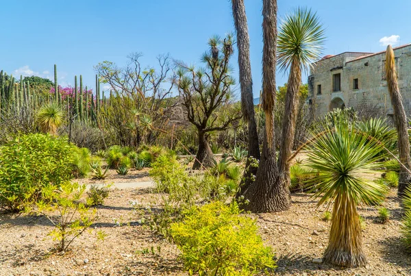 Oaxaca, Meksika - 11 Kasım 2021 - Oaxaca de Juarez 'deki Botanik Bahçeleri' nde bitki ve Saguaro kaktüslerinin panorama görüntüsü