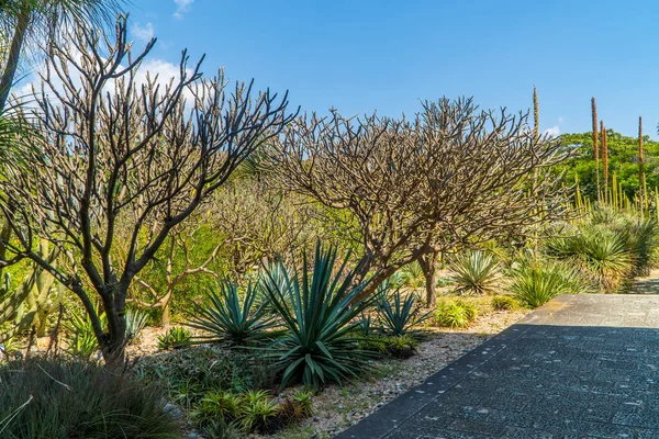 Oaxaca, Meksika - 11 Kasım 2021 Oaxaca 'daki Ethnobotanik Bahçesinde bitkiler ve kaktüsler
