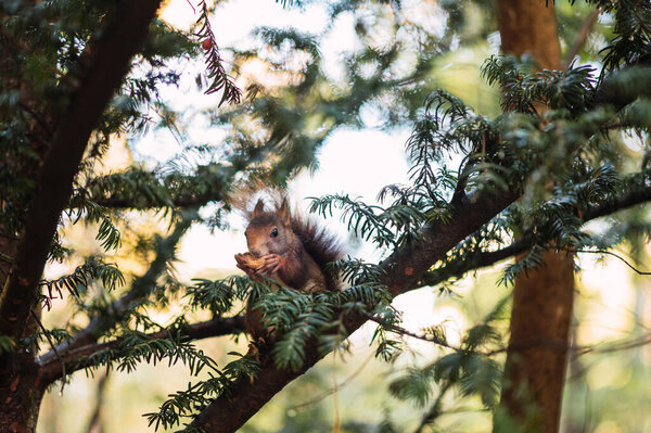 Red squirrel eating on a tree branch. Sciurus vulgaris. Campo Grande, Valladolid Spain.