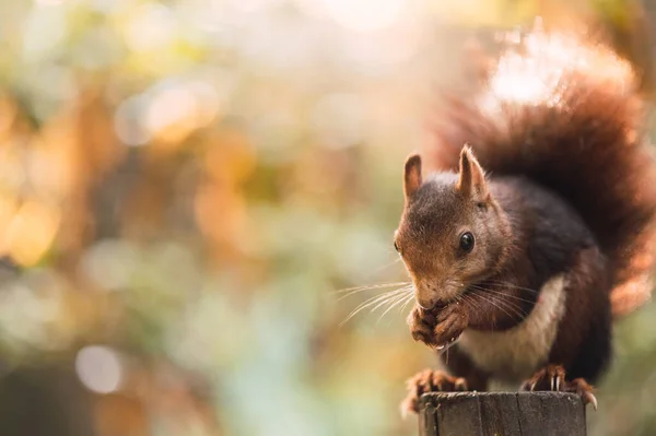 Rode eekhoorn eet terwijl hij op een paal zit. Sciurus vulgaris. Campo Grande, Valladolid Spanje. — Stockfoto