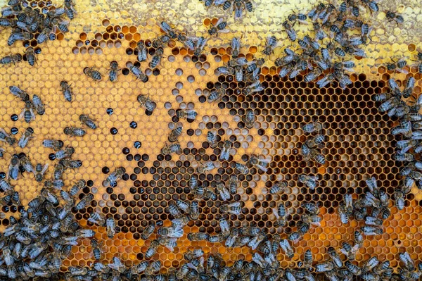 Közelkép Egy Méhkasról Ami Mézet Termel Hagyományos Méhészet Kiváló Minőségű — Stock Fotó