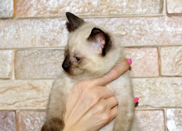 Thai Kitten Hand Pet Kittens Theme — Stock Photo, Image