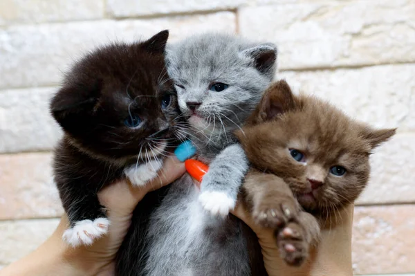 Ein Strauß Aus Drei Bunten Schottischen Kätzchen Das Thema Hauskatzen — Stockfoto