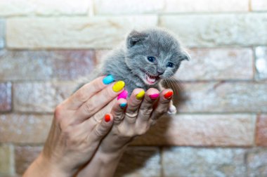 Ellerinde İskoç mavisi küçük kedi yavrusu, ev kedileri ve kedi yavruları teması