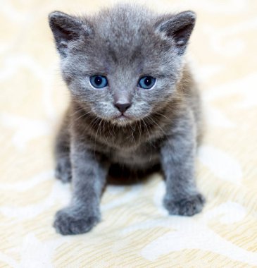 Yatağın üzerindeki mavi İskoç kedi yavrusu, evcil kedi ve kedi yavrusu teması