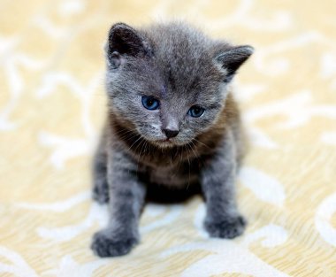 Yataktaki bir aylık İskoç kedisi, evcil kedi ve kedi yavrusu teması