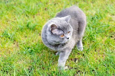 Bir İskoç kedisi yeşil bir çayırda yürüyor, teması evcil kediler.