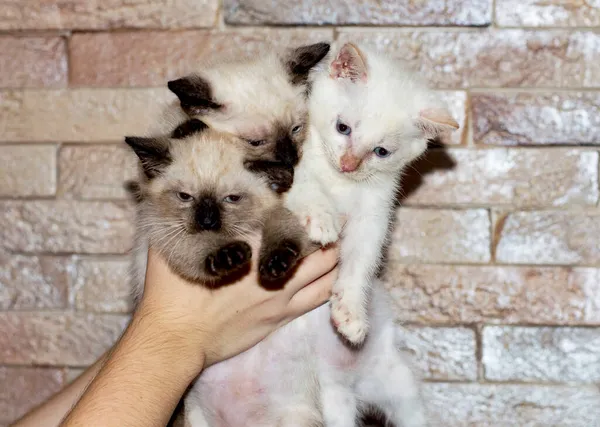 Trzy Tajskie Kociaki Ręku Temat Domowych Kociąt — Zdjęcie stockowe