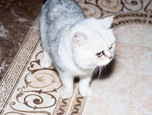 Ngiliz Gümüşi Çinçillası Yerde Evcil Kedi Teması — Stok fotoğraf