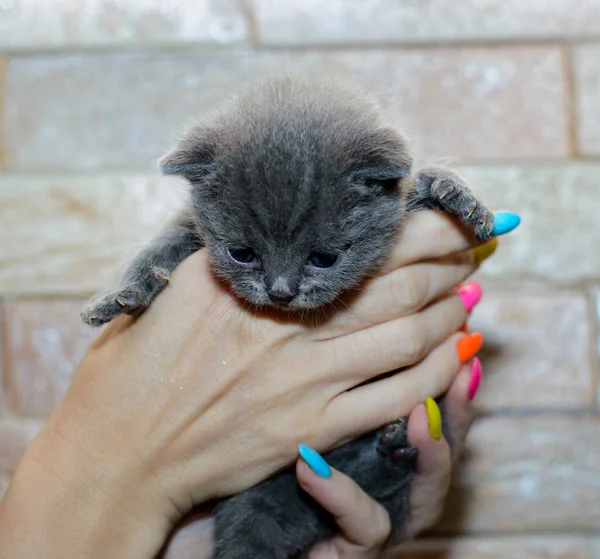 Británico Azul Pequeño Gatito Mano Tema Doméstico Gatos Gatitos —  Fotos de Stock