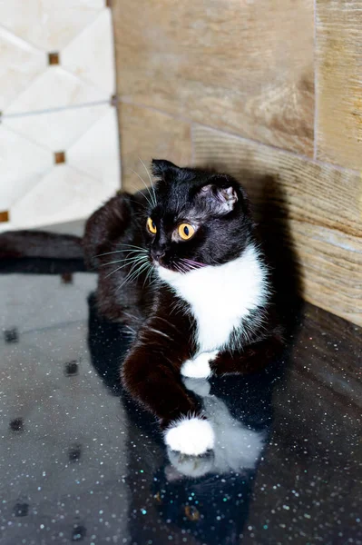 Skotsk Bicolor Mörk Katt Köksbänken Tema Inhemska Katter Och Kattungar — Stockfoto