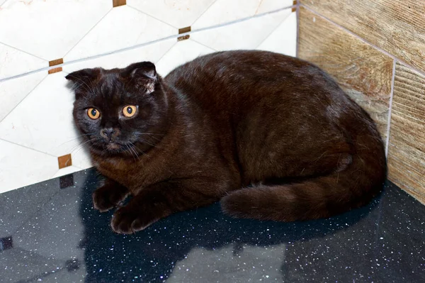 Mutfak Tezgahında Skoç Kahverengi Kedisi Evcil Kedi Kedi Yavrusu Teması — Stok fotoğraf