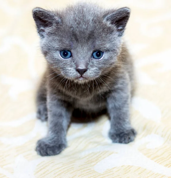 Yatağın üzerindeki mavi İskoç kedi yavrusu, evcil kedi ve kedi yavrusu teması