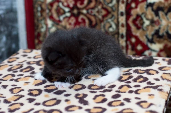 Little Scottish Black Kitten Wochen Thema Hauskatzen Und Kätzchen — Stockfoto