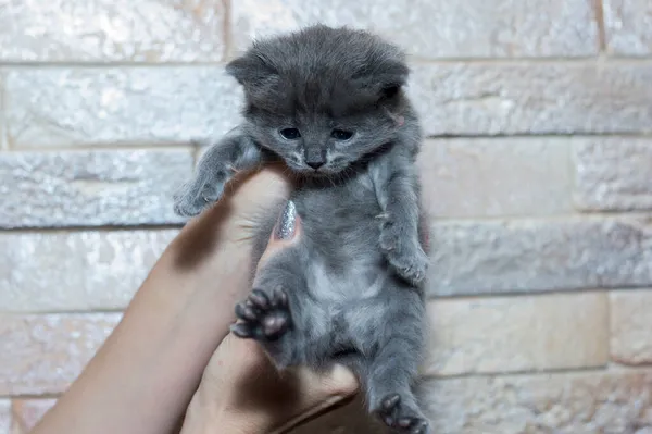 Gatito Azul Fondo Una Pared Ladrillo Tema Los Gatos Domésticos —  Fotos de Stock