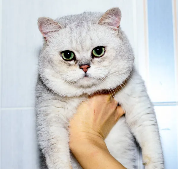 スコットランド 英国の銀チンチラの手 テーマ国内猫 — ストック写真