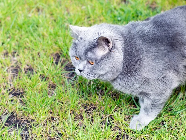 Retrato Gato Británico Sobre Hierba Verde Tema Los Gatitos Domésticos — Foto de Stock