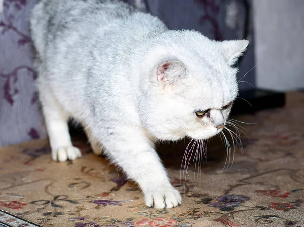 Ngiliz Gümüşi Çinçillası Masada Kedilerinin Teması — Stok fotoğraf