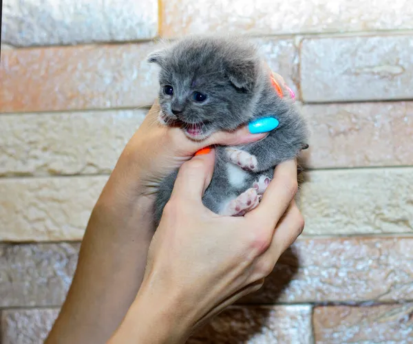Scottish Blue Little Bicolor Kitten Hands Theme Domestic Cats Kittens — Stock Photo, Image