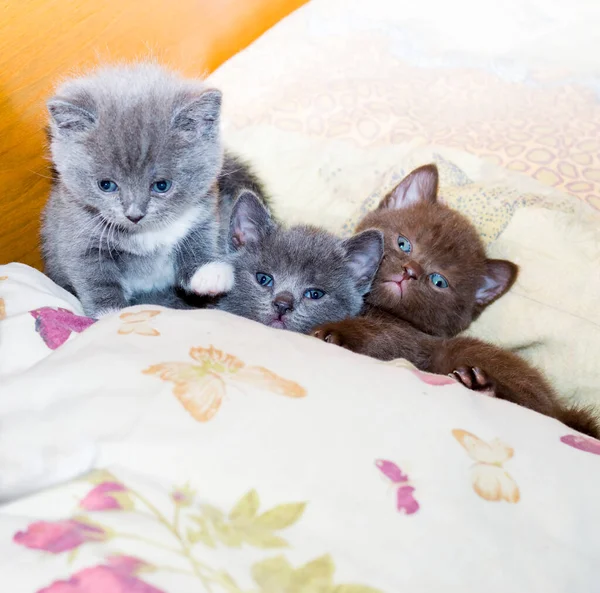 Trzy Śmieszne Szkockie Kociaki Łóżku Temat Domowych Kotów Kociąt — Zdjęcie stockowe