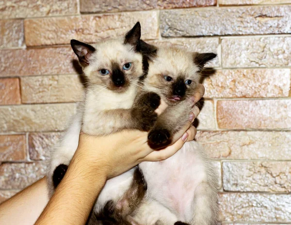 Two Thai Kittens Hand Theme Domestic Kittens — Stock Photo, Image