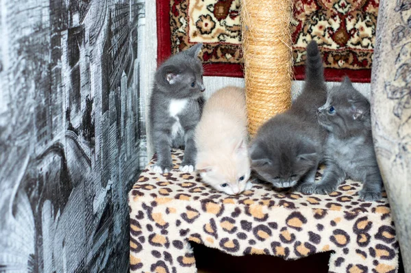 Cztery Tygodniowy Kotek Słupku Zarysowania Tle Dywanu Temat Kotów Domowych — Zdjęcie stockowe