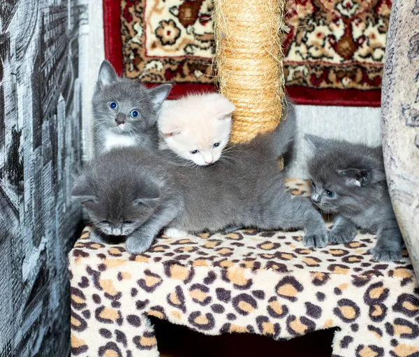 Cztery Tygodniowe Kocięta Bawią Się Słupku Tle Dywanu Temat Kotów — Zdjęcie stockowe
