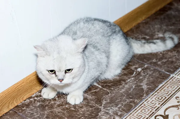 Cincilla Argentata Tema Gatti Domestici Gattini — Foto Stock