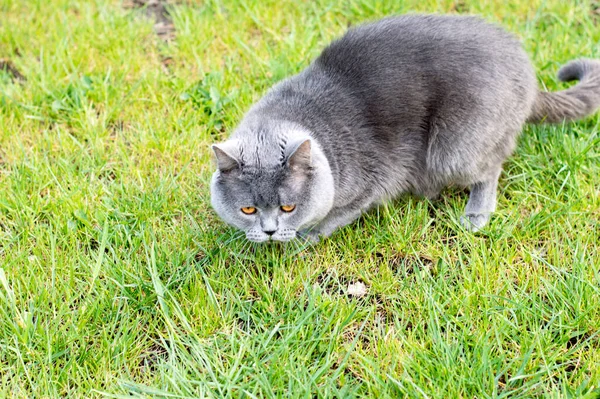 Blue Scottish Stands Green Meadow Theme Domestic Cats — Stock Photo, Image