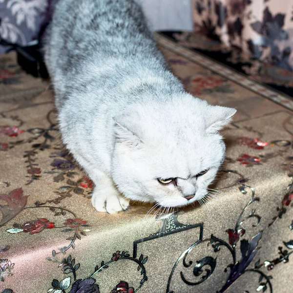 Masadaki Güzel Skoç Gümüşi Çinçilla Evcil Kedilerin Teması — Stok fotoğraf