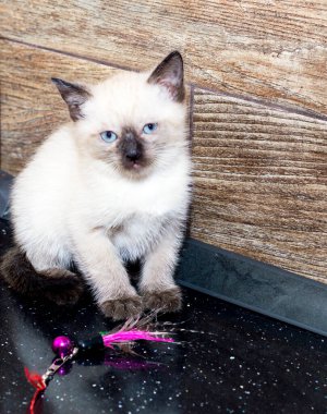 Tezgahta güzel Tayland kedisi, mutfakta kedi yavrusu, ev yapımı kedi yavrusu, temalı ev kedileri ve kedi yavruları.