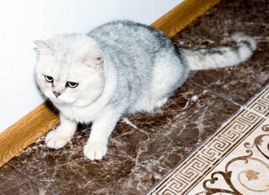 Gümüş rengi İskoç gölgeli çinçilla, temalı evcil kediler ve kedicikler