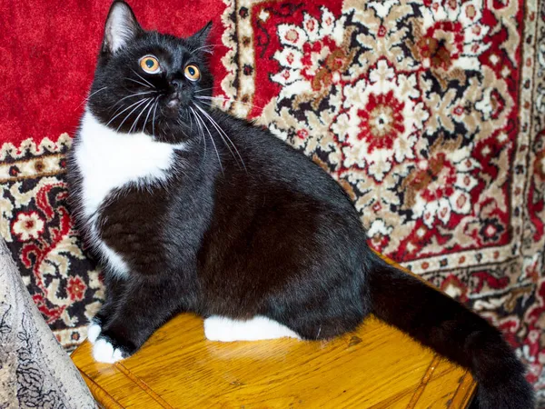 Scottish cat on the background of a bard carpet, a domestic kitten, a theme of domestic cats and kittens
