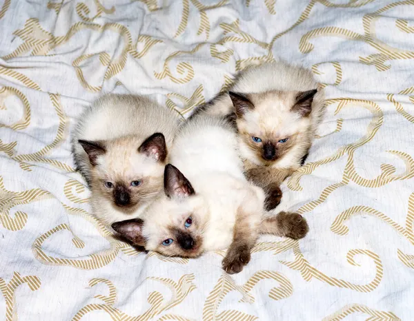 Três Siameses Gatinhos Tailandeses Deitados Cama Gatinho Estimação Tema Gatos — Fotografia de Stock