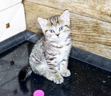 Duvarda altın renkli İngiliz kedisi, evcil kedi yavrusu, temalı ev kedileri ve kedi yavruları, mutfakta kedi yavruları.