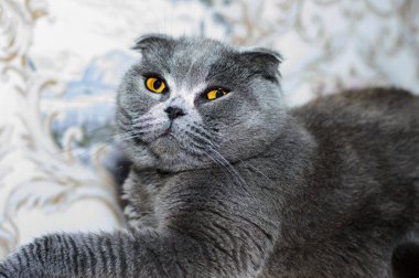 İskoç mavi klasik kedi portresi, temalı kediler ve kediler evde, resimlerini ve hayatlarını evcilleştiriyorlar.