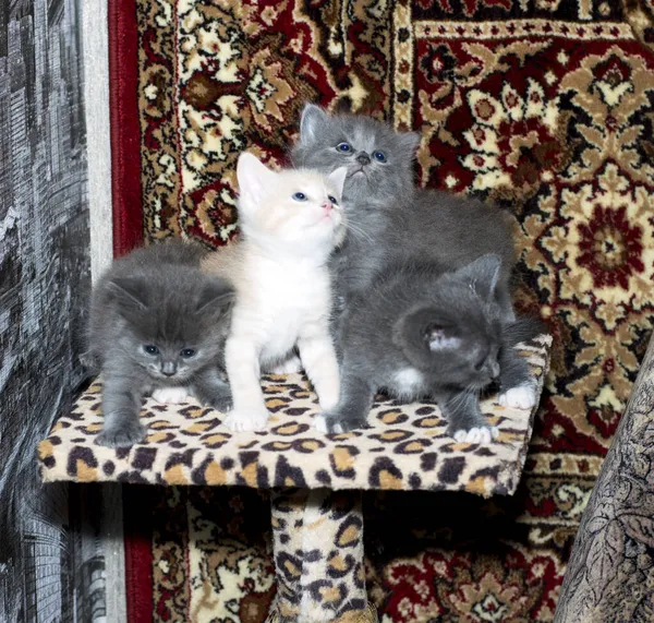 Three Gray One Beige Kitten Scratching Post Carpet Background Theme — Stock Photo, Image