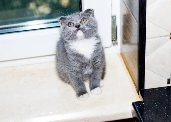 Scottish Bicolor Blue Kitten Window Kitchen Gatinho Cozinha Pet Kitten — Fotografia de Stock