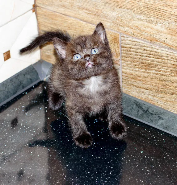 Petit Chaton Marron Sur Table Chaton Animal Chats Chatons Thème — Photo