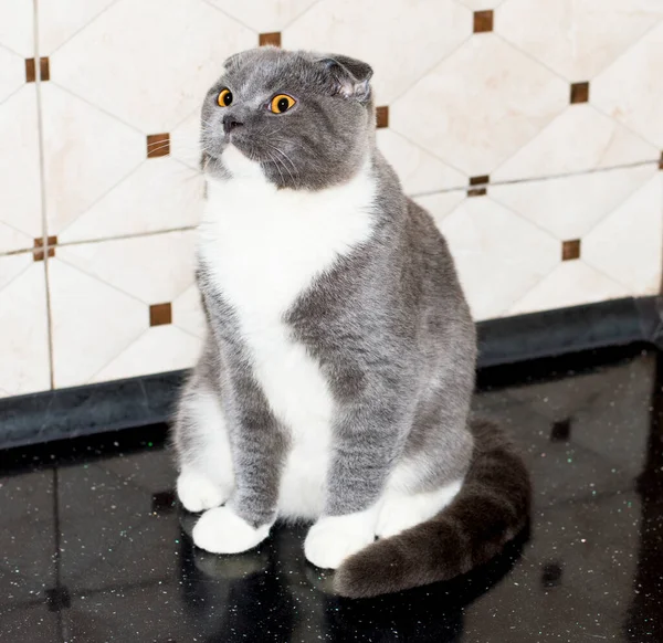 Escocês Cor Gato Dobrável Azul Bicolor Bancada Gatinho Doméstico Gatos — Fotografia de Stock