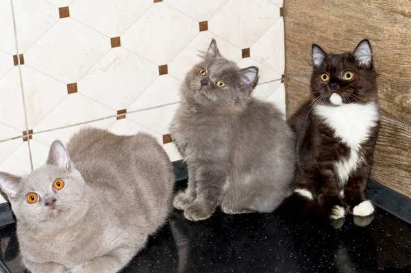 Tres Hermosos Gatitos Escoceses Grandes Pelo Las Tierras Altas Gatito —  Fotos de Stock