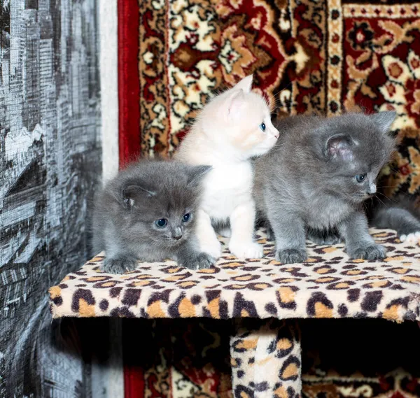Three Beautiful Kittens Tiger Scratching Post Carpet Background Theme Domestic — Stock Photo, Image