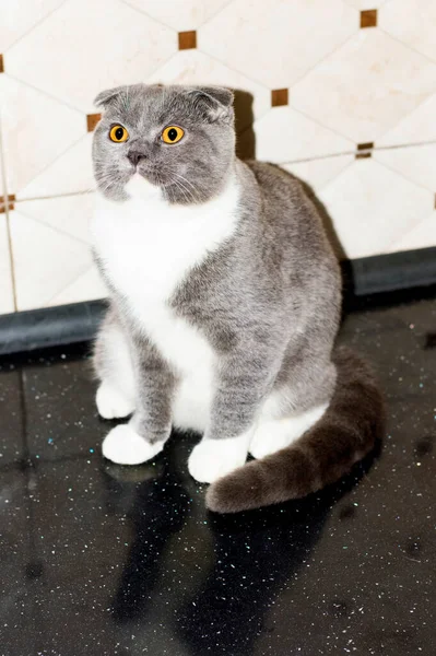 Escocês Cor Gato Dobrável Azul Bicolor Piso Preto Gatinho Doméstico — Fotografia de Stock