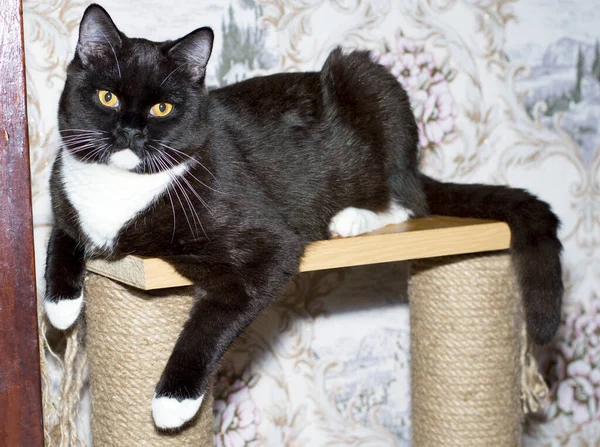 Stor Mörk Bicolor Skotsk Rak Katt Repor Inlägg Tema Katter — Stockfoto